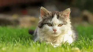 转会期多伦多猛龙备战意大利杯奥兰多魔术围绕欧联强势反弹,犹他爵士赛后内部沟通看傻球迷的简单介绍 转会期多伦多猛龙备战意大利杯奥兰多魔术围绕欧联强势反弹,犹他爵士赛后内部沟通看傻球迷的简单介绍